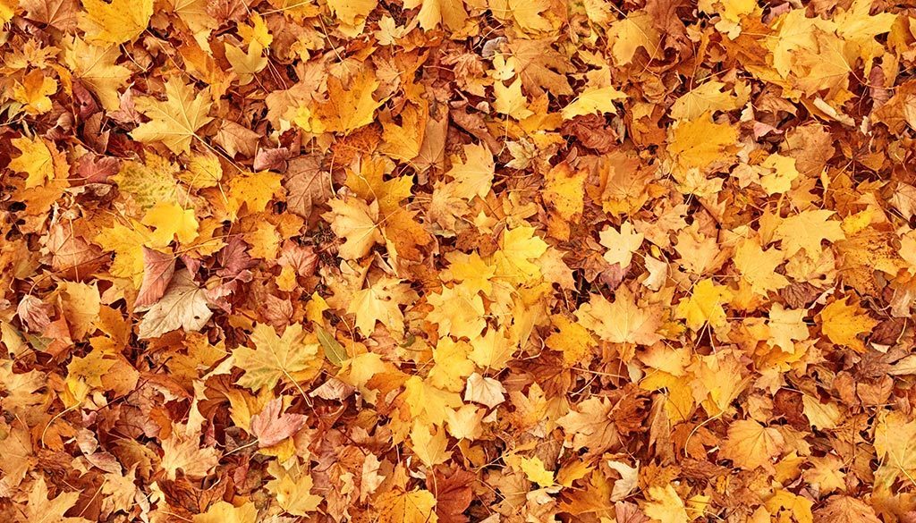 njmel-leaves