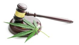 MSI Cannabis Guidance Slider Images 1500x678 no text (2)