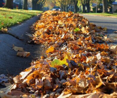Heap of leaves along the street curb.
