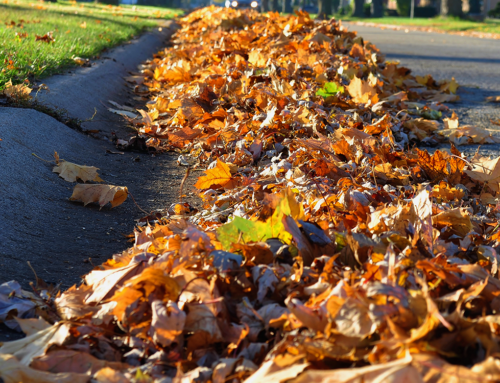 Fall Leaf Collection