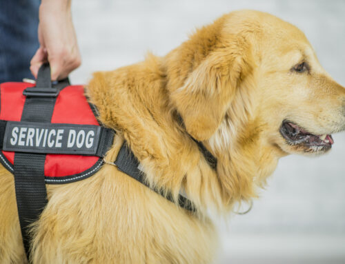 Service Animals in Public Settings
