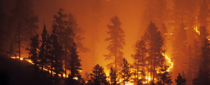 forest fire