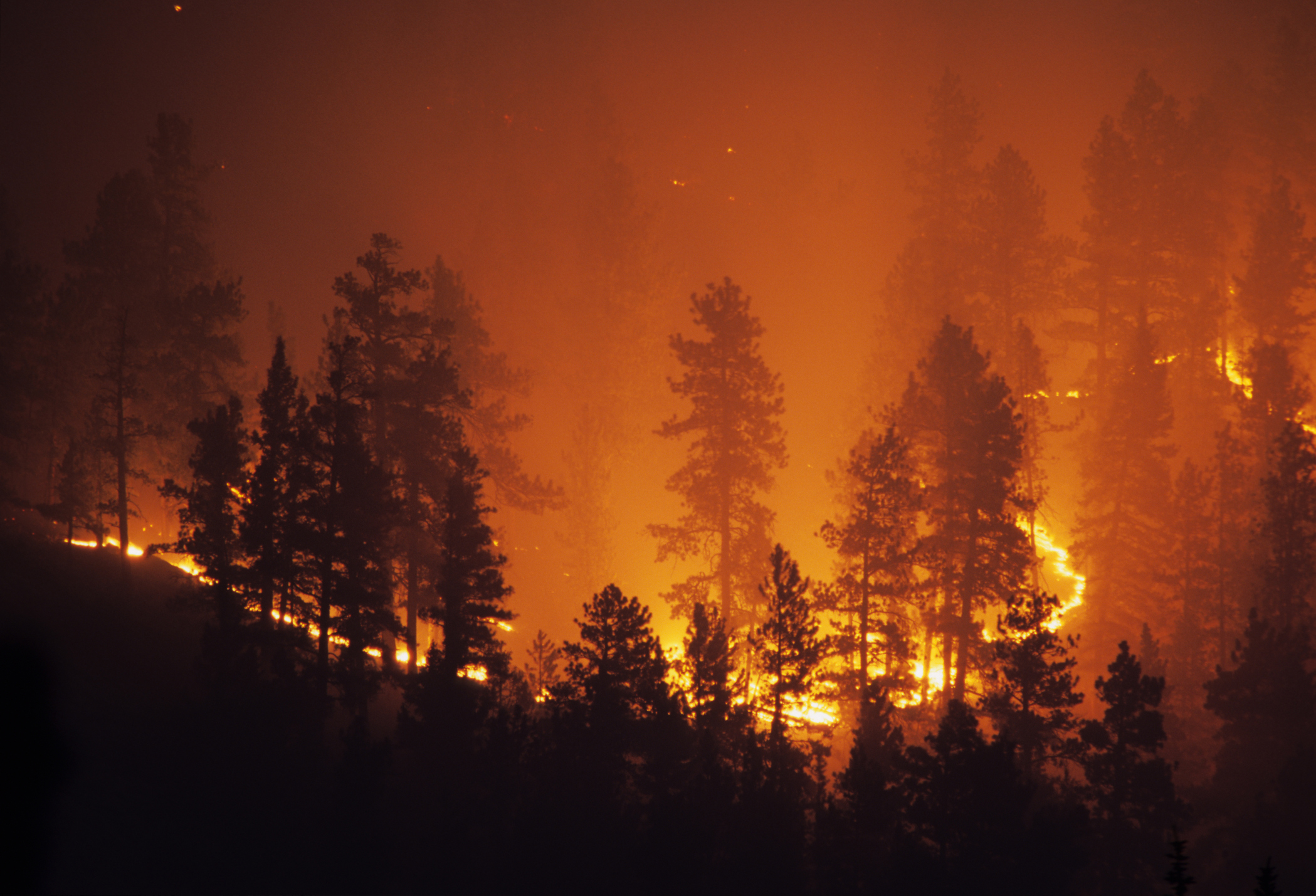 forest fire