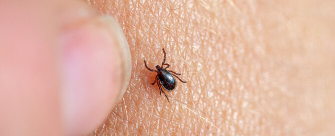 tick on human