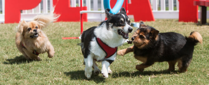 dogs playing in park